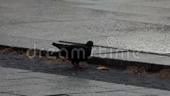 一只鸽子在恶劣的天气里在石头路面上啄一片生锈的叶子视频的预览图