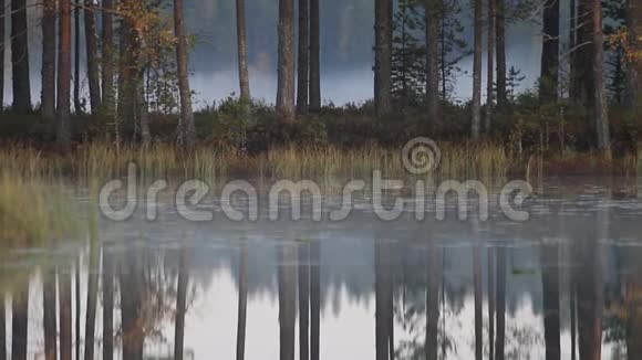 松林有老松低匍匐的雾平静的湖视频的预览图