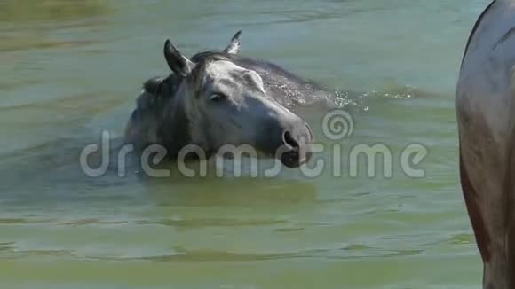 一匹白马在湖中游夏天在斯隆莫感到快乐视频的预览图