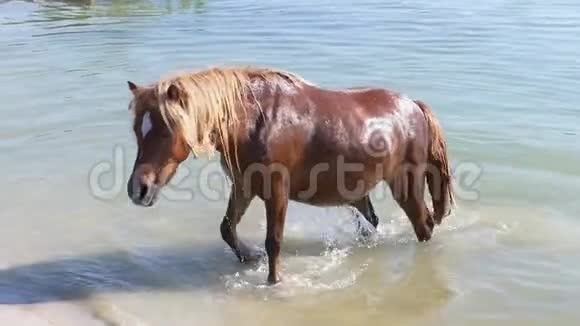 喝过之后一只棕色的母马在阳光明媚的日子里从河里喝下去视频的预览图