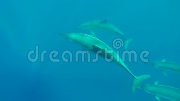 与海豚在热带海洋的蓝色游泳视频的预览图