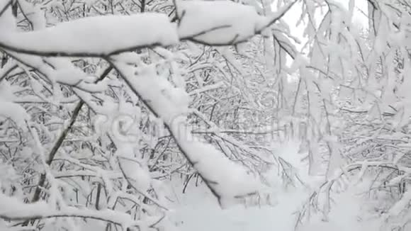 冬天的场景是森林里白色的晴天有雪树自然背景视频的预览图