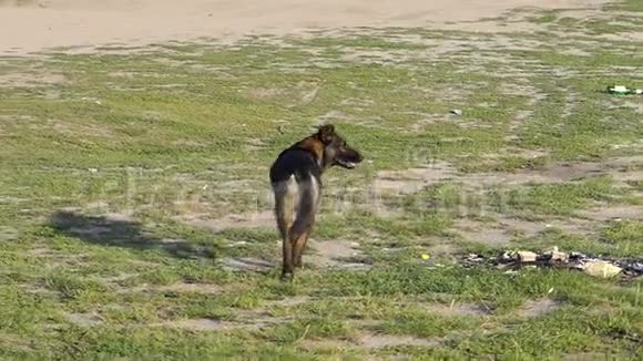 一只孤独的狗在湖滩附近奔跑在斯隆莫向前看视频的预览图