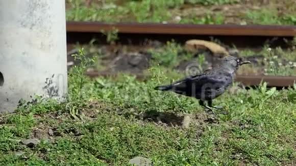 夏天一辆黑色的小车在斯洛莫沿着旧金属栏杆跳跃和奔跑视频的预览图