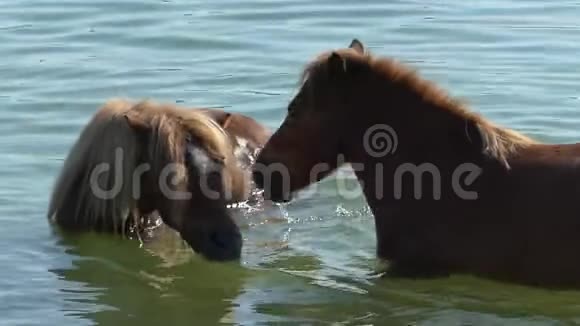 两只心爱的棕马在夏天慢动作地喝水视频的预览图