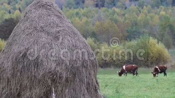 干草堆和两头五颜六色的母牛被喂到干草堆上视频的预览图