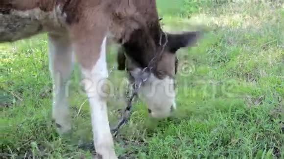小母牛放牧视频的预览图