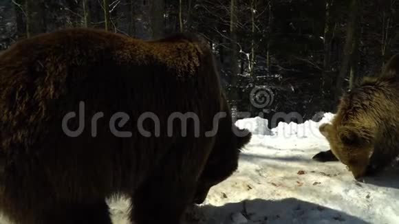 冬天森林里的棕熊三只熊在雪地里吃东西视频的预览图