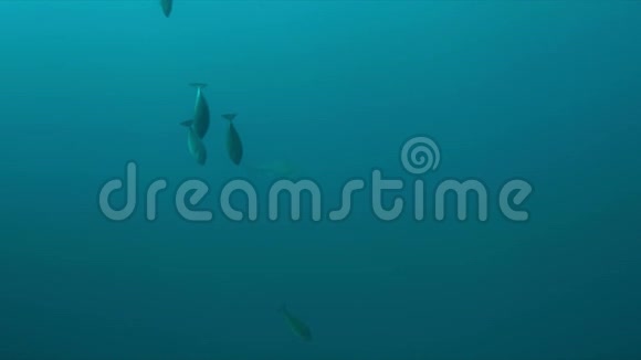 蓝水中的锤头鲨4k视频的预览图