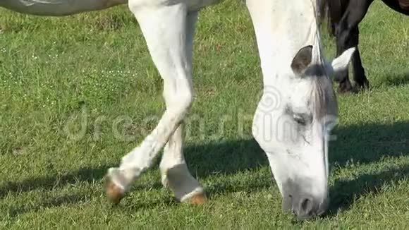一匹白马正在草地上悠闲地缓慢地放牧着青草视频的预览图