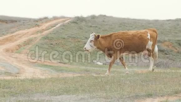 奶牛在畜牧养殖中行走绿田奶牛在牧场放牧视频的预览图
