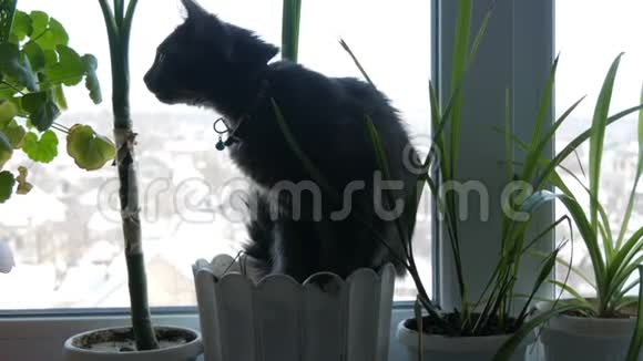 一只美丽的灰猫坐在窗台上花盆周围是绿色植物视频的预览图