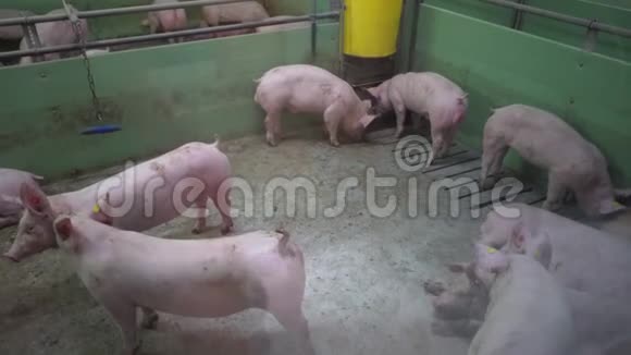 养猪场有许多猪视频的预览图