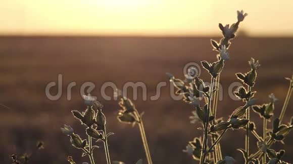 在灿烂的夕阳下棕色田野上的一丛野花视频的预览图