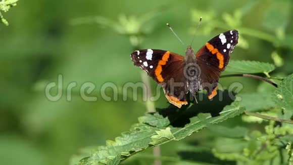 夏天一只漂亮的条纹蝴蝶在森林里挥动翅膀视频的预览图