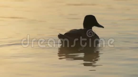 夕阳西下一只棕色的鸭子在湖里游泳寻找食物视频的预览图