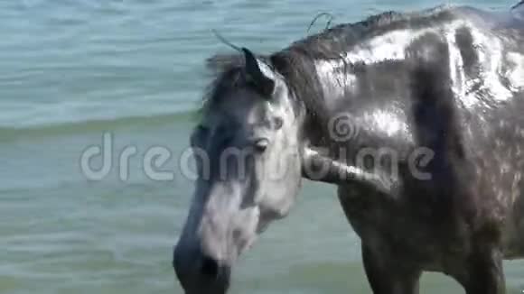 一匹灰马和一匹白马在斯隆莫的湖里站立时它的黑鬃视频的预览图