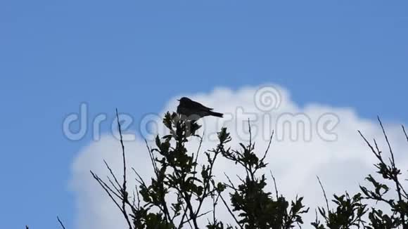 蓝色天空背景下夏日大自然中的小灰鸟在树上歌唱视频的预览图