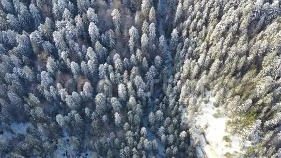 冬季森林中冰冻树木的上图视频的预览图