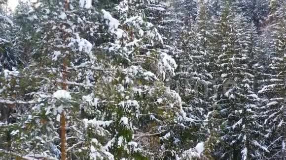 冰雪覆盖的常青森林视频的预览图