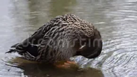 野鸭在冰冷的池塘水中清理羽毛特写视频视频的预览图