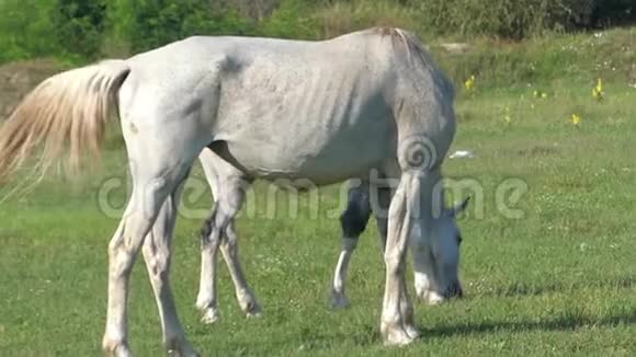 一匹白马和她的襁褓正在草地上缓慢地生长视频的预览图