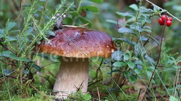 鲍奇尼蘑菇王布莱特牛肝菌晨露视频的预览图