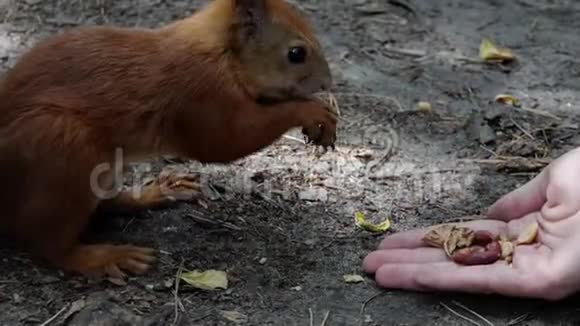 一只橘黄色的松鼠在邋遢的森林里吃一只手里的坚果视频的预览图