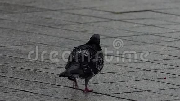 一只湿鸽子沿着铺在泥土里的铺着瓷砖的人行道上蠕动着视频的预览图