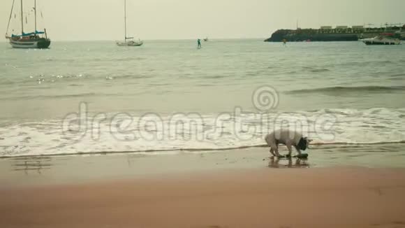 法国斗牛犬在海滩上玩耍视频的预览图