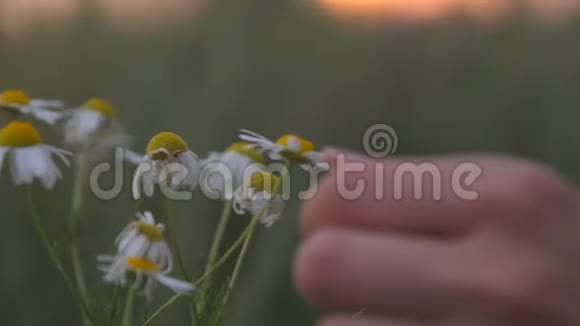 女人手触摸田野里的花视频的预览图