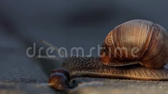 一只棕色的蜗牛在花园里缓慢地爬行视频的预览图