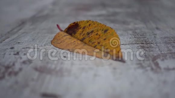 秋天在公园里的一片孤独的秋叶在长凳上4k录像视频的预览图
