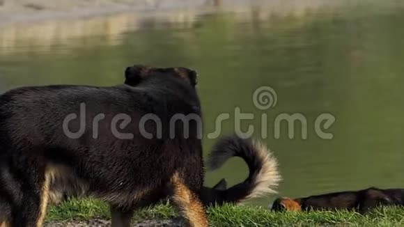 在斯隆莫三只在夏天长满青草的湖滩上漫步视频的预览图