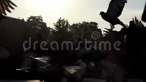 一群鸽子在阳光明媚的一天从广场上起飞飞过来视频的预览图