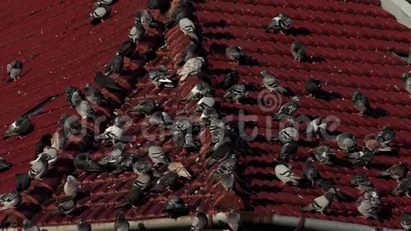 一群鸽子坐在屋顶上屋顶上布满了金属碎片视频的预览图