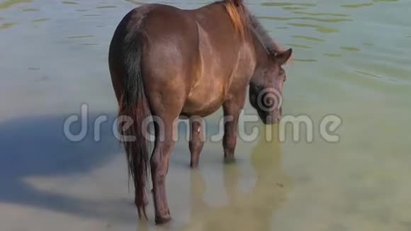 阳光明媚的一天一只棕色的母马在河中戏水视频的预览图