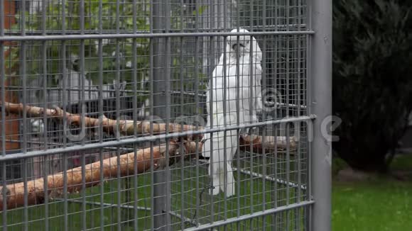 斯隆莫动物园的金属丝笼中的白鸡尾猴安静地栖息视频的预览图