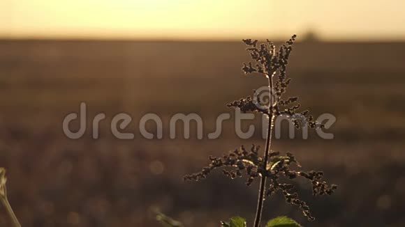 在一片大片土地上灿烂的落日余晖中可以看到一株野草视频的预览图