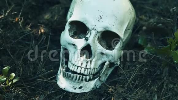 人类的头骨躺在森林里苍蝇在森林里爬行死亡和谋杀的概念视频的预览图
