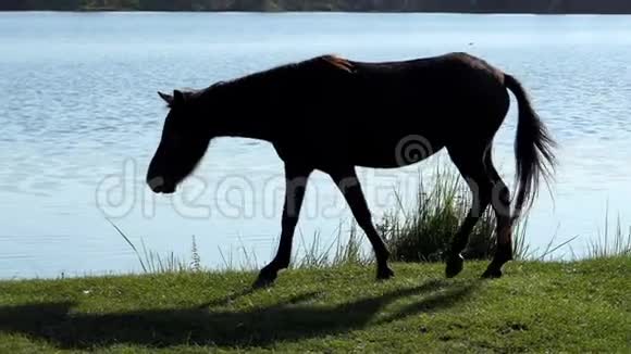 毛茸茸的黑马在懒洋洋的湖岸上喝水视频的预览图