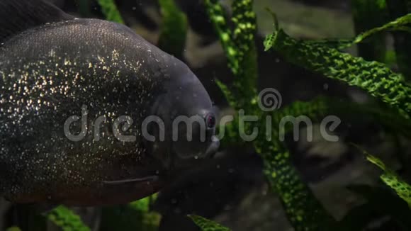 河流或水族馆中的皮拉尼亚鱼视频的预览图