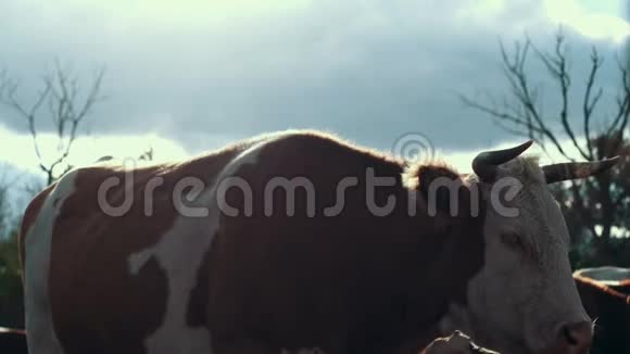 在农村农场的农场里有角牛在镜头里看着把牛关在农场里视频的预览图