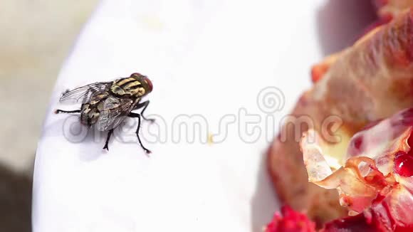 苍蝇家蝇昆虫宏视频的预览图