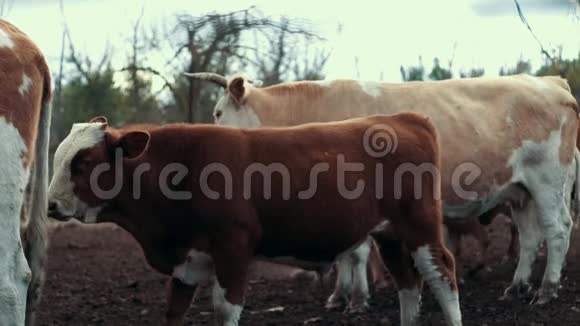 年轻的红牛和奶牛站在农村农场的牧场上牛场上的牛视频的预览图