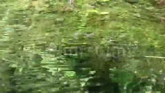 湖中树枝上的小蜻蜓视频的预览图