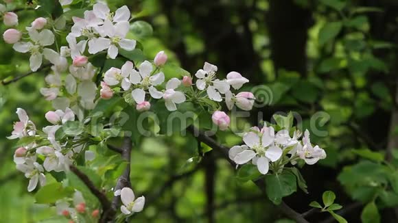 春天的果园里有蜜蜂和野鸟的歌声开花的果园树春天的背景春天的果园视频的预览图