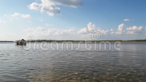 天鹅在湖上慢动作视频的预览图