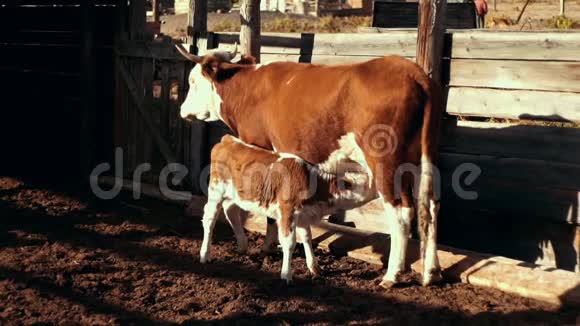 年轻的小牛在农村农场散步时吸吮奶牛乳房农场养牛视频的预览图
