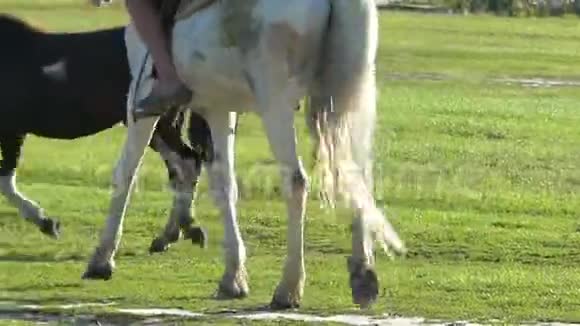 有骑手和马镫的白马视频的预览图